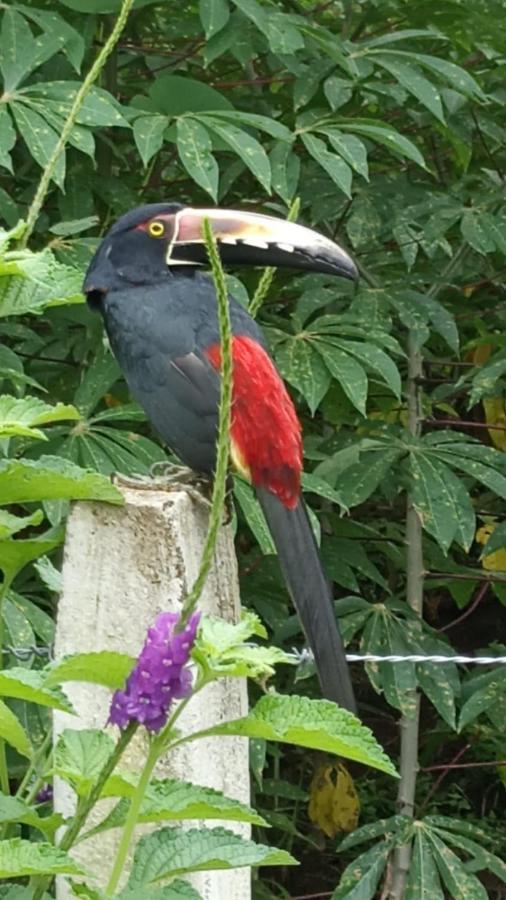 Villa Ceiba La Fortuna Eksteriør bilde