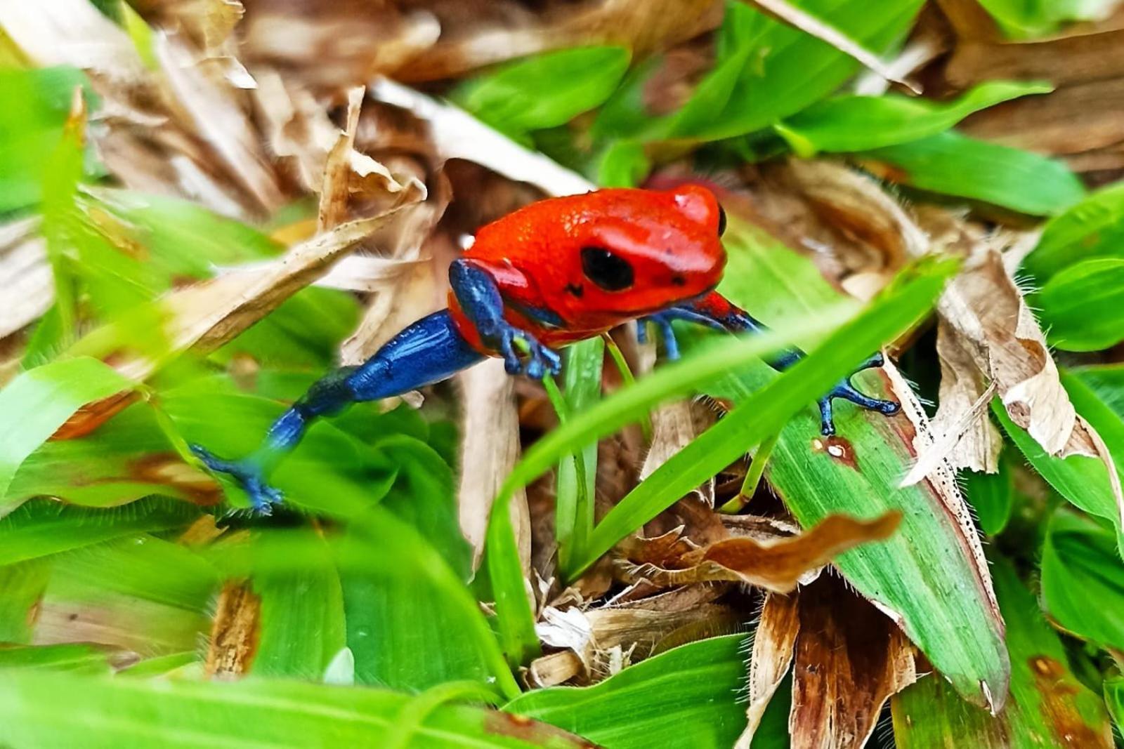 Villa Ceiba La Fortuna Eksteriør bilde