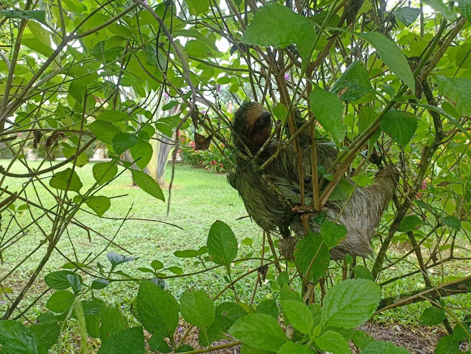 Villa Ceiba La Fortuna Eksteriør bilde